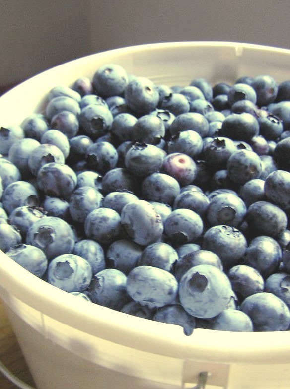 Five and a Quarter Pounds of Blueberries